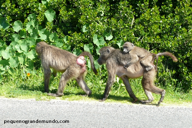 Macacos Babuínos nas estradas de Cape Town