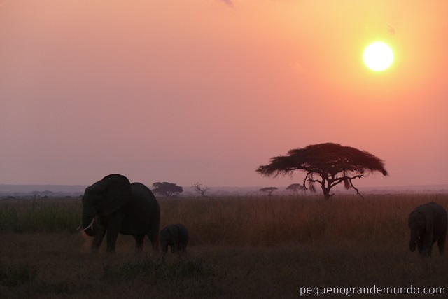 Amboseli elefantes
