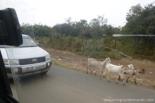 Animais na estrada Quênia